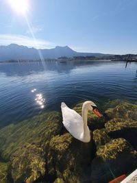 Swan swimming in lake against sky