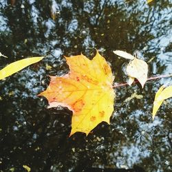 Close-up of maple leaves on water