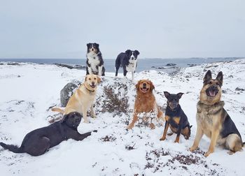 View of dogs on snow covered land