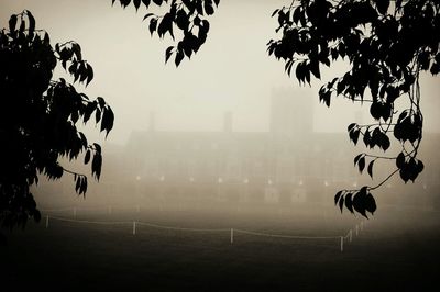 Trees in foggy weather