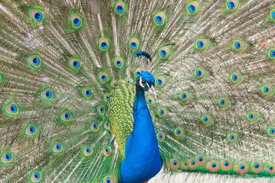 Portrait of a beautiful peacock with feathers out in the parc floral de paris, paris, france.