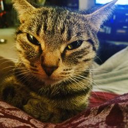 Close-up portrait of cat