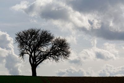 Low angle view of trees on field against cloudy sky