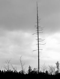 Low angle view of trees against sky