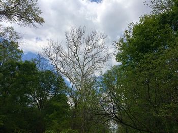 Low angle view of trees against sky