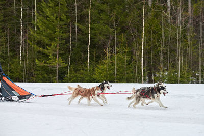 Husky sled dog racing. winter dog sport sled team competition. husky dogs pull sled with musher
