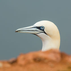 Close-up of white bird