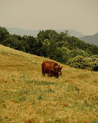 Cow standing on grassy field