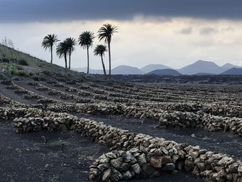 Palm trees against sky