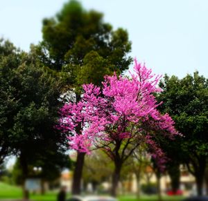 Pink flowers growing on tree