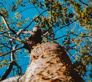 Low angle view of tree against sky