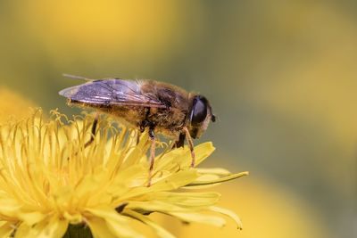 Close-up of insect on yellow flower