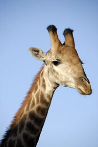 Low angle view of giraffe against clear sky