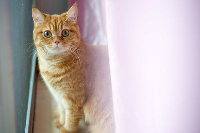 Portrait of cat sitting on window