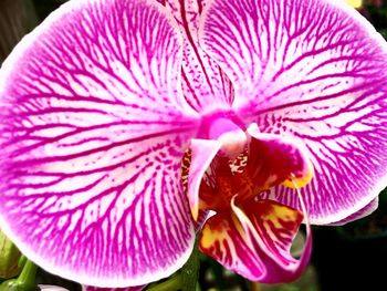 Close-up of flower blooming outdoors