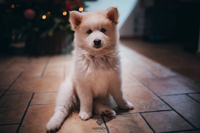 Portrait of dog sitting on floor