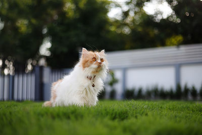 Cat looking away in backyard