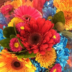 High angle view of multi colored flowering plant