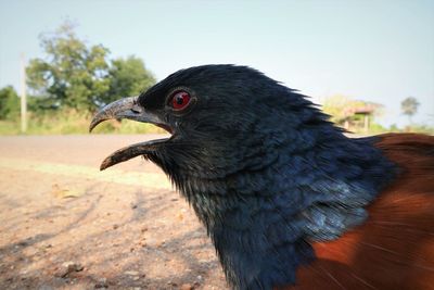 Close-up of a bird looking away