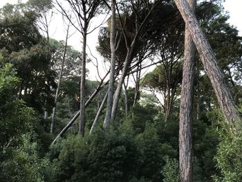 Trees in forest