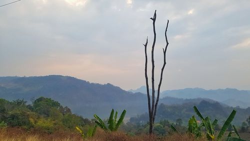 Plants growing on land against sky