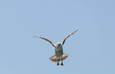 Low angle view of seagull flying against clear blue sky