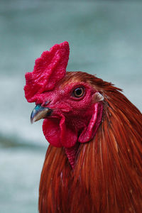 Close-up of rooster