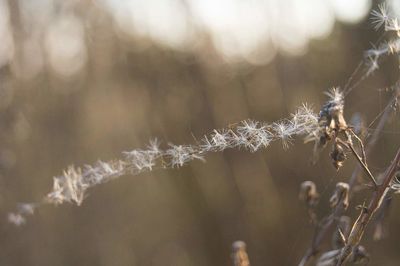 Close-up of plant against blurred background