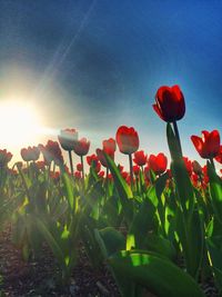 Close-up of red flower blooming in field