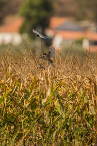 Close-up of birds flying over plants