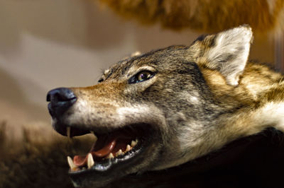 Close-up of a dog looking away