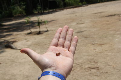 Cropped hand of man holding insect on palm outdoors