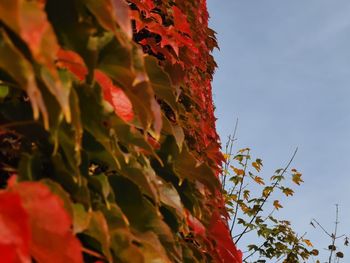 Low angle view of red flowering plant against sky