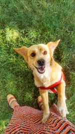 High angle portrait of dog sitting on field