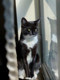 Cat looking through window at home