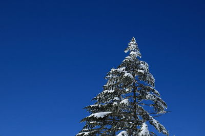 Low angle view of tree against blue sky