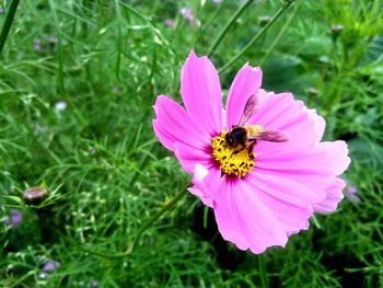 Close-up of pink flower