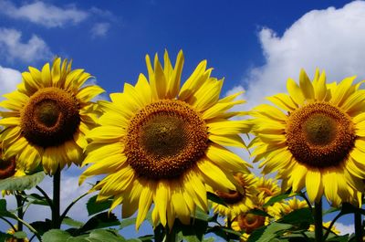 Sunflowers blooming on field against sky