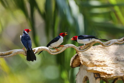 Close-up of bird perching on wood