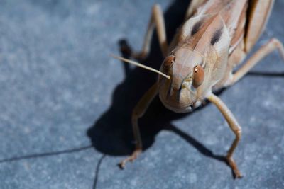Close-up of insect
