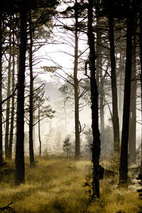 Pine trees in forest