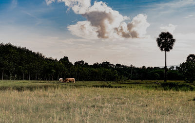 View of cow on field against sky