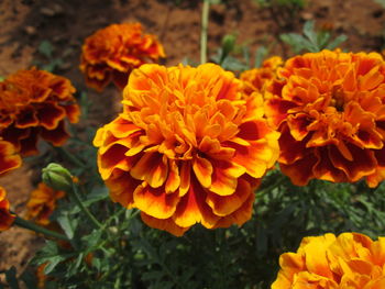 Close-up of orange marigold flowers