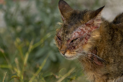 Close-up of a cat