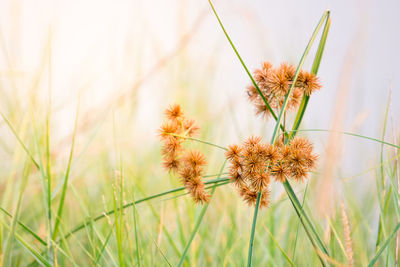 Close-up of wilted plant on field