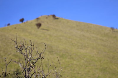 Plant on land against clear blue sky