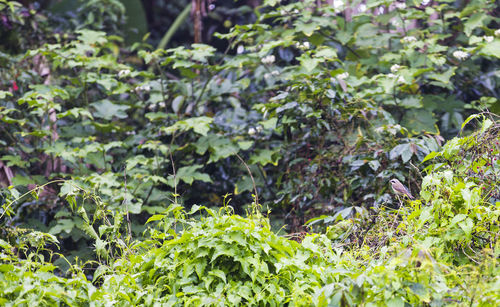 Close-up of plants growing on field