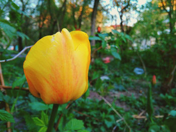 Close-up of fresh yellow flower blooming in park