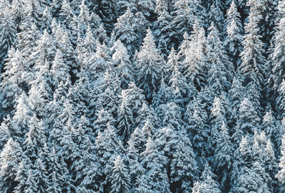 Full frame shot of snow-covered pine tree during winter.