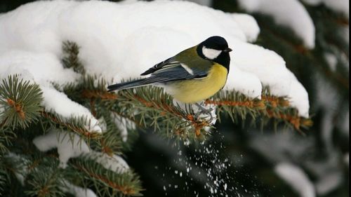 Close-up of bird